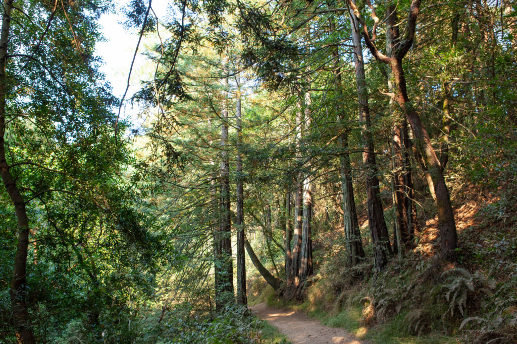 Sequoia Bayview Trail Joaquin Miller Park