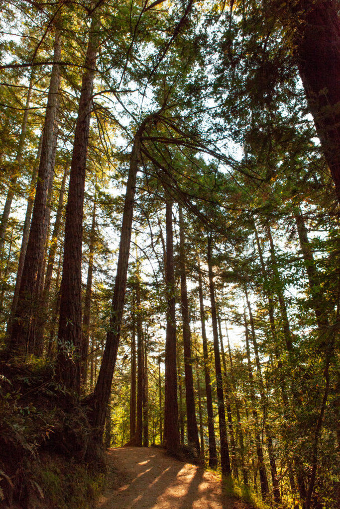 Sequoia Bayview Trail Joaquin Miller Park