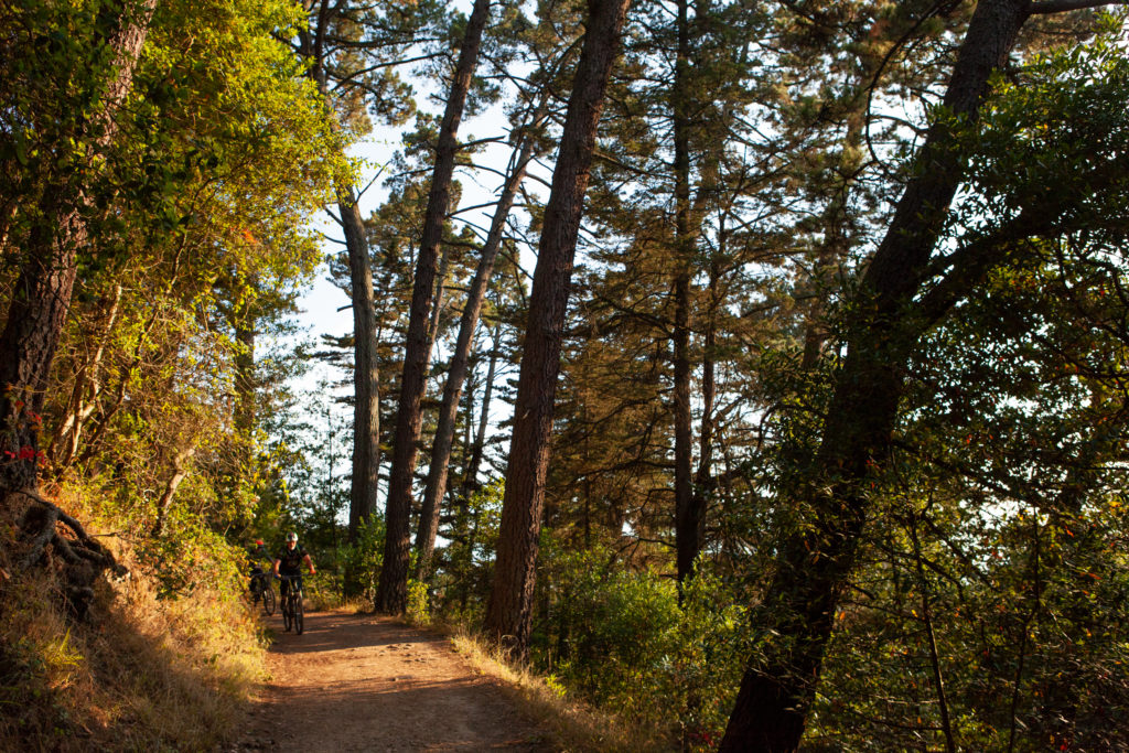 Sequoia Bayview Trail Joaquin Miller Park