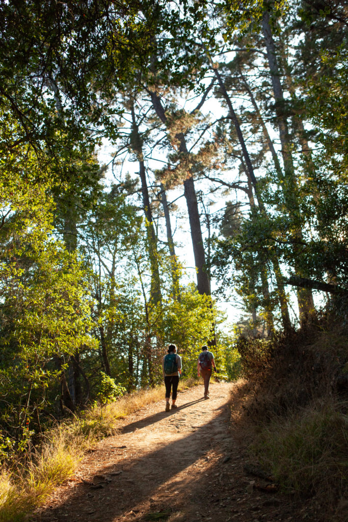 Sequoia Bayview Trail Joaquin Miller Park