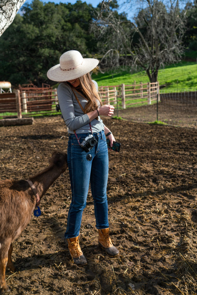 Stepladder Ranch and Creamery Tour Goats