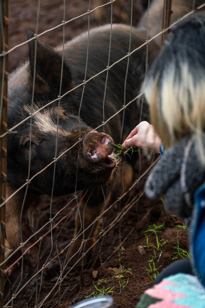 Stepladder Ranch and Creamery Tour Pigs