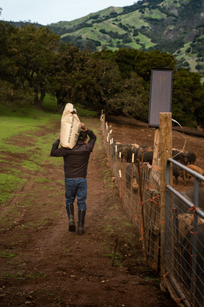 Stepladder Ranch and Creamery Tour Pigs