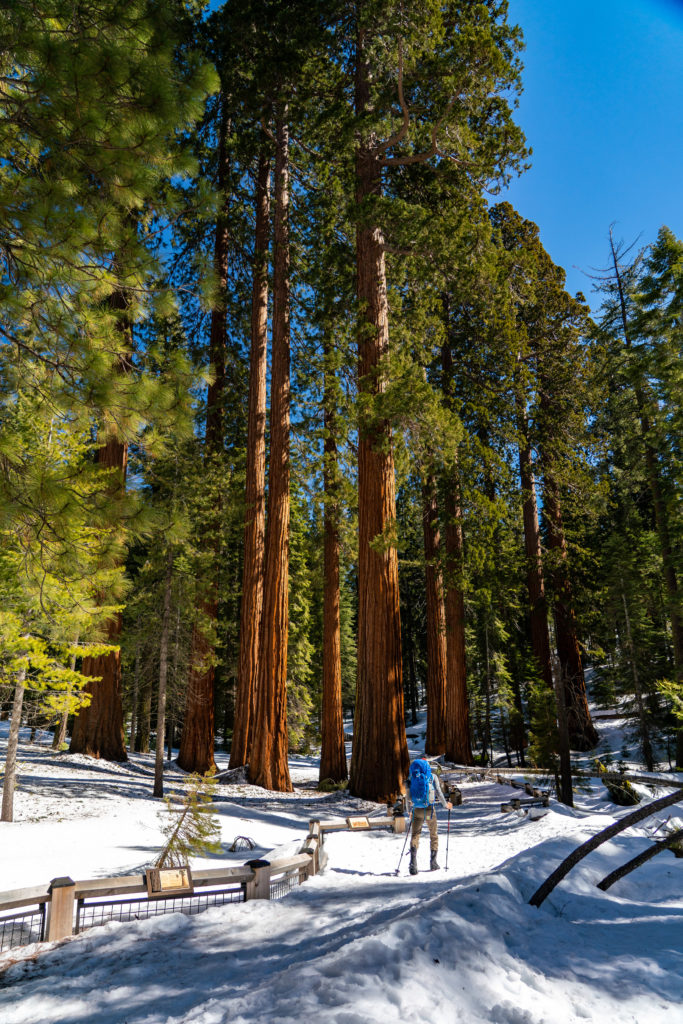 Hiking Mariposa Grove in Winter