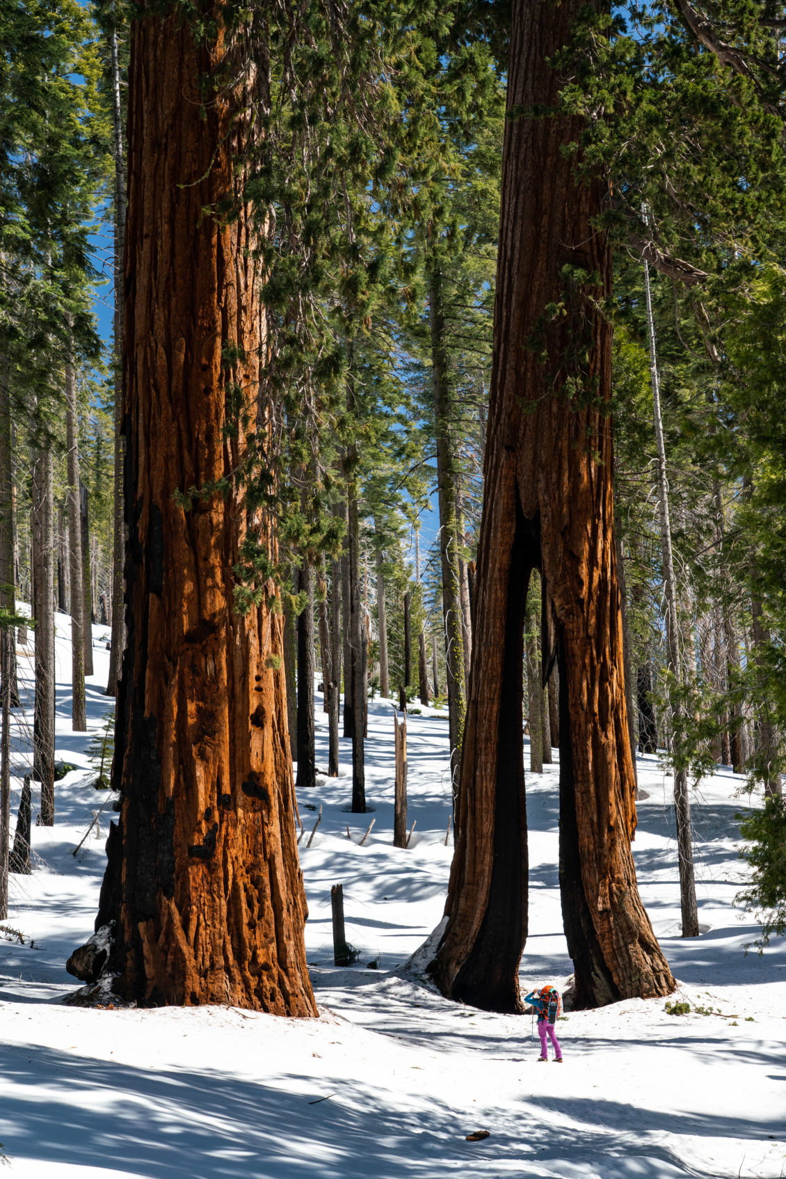 Staying at the Redwoods in Yosemite - littlegrunts.com