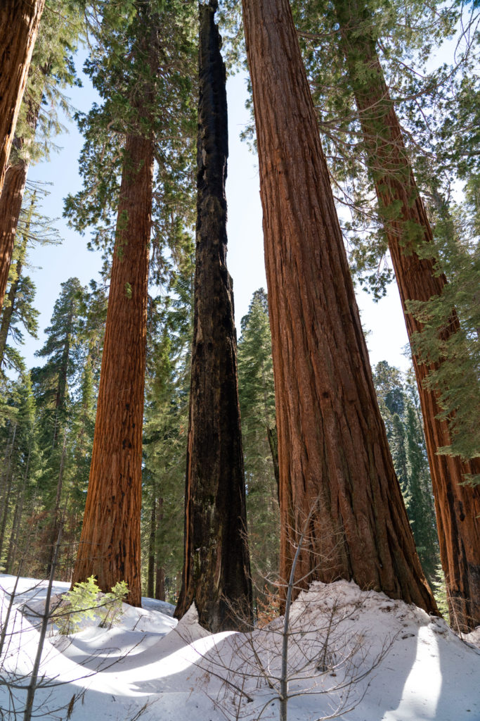 Backpacking and Snow Camping Mariposa Grove