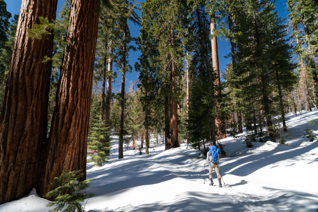 Backpacking Mariposa Grove