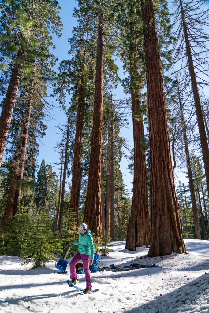 Backpacking and Snow Camping Mariposa Grove