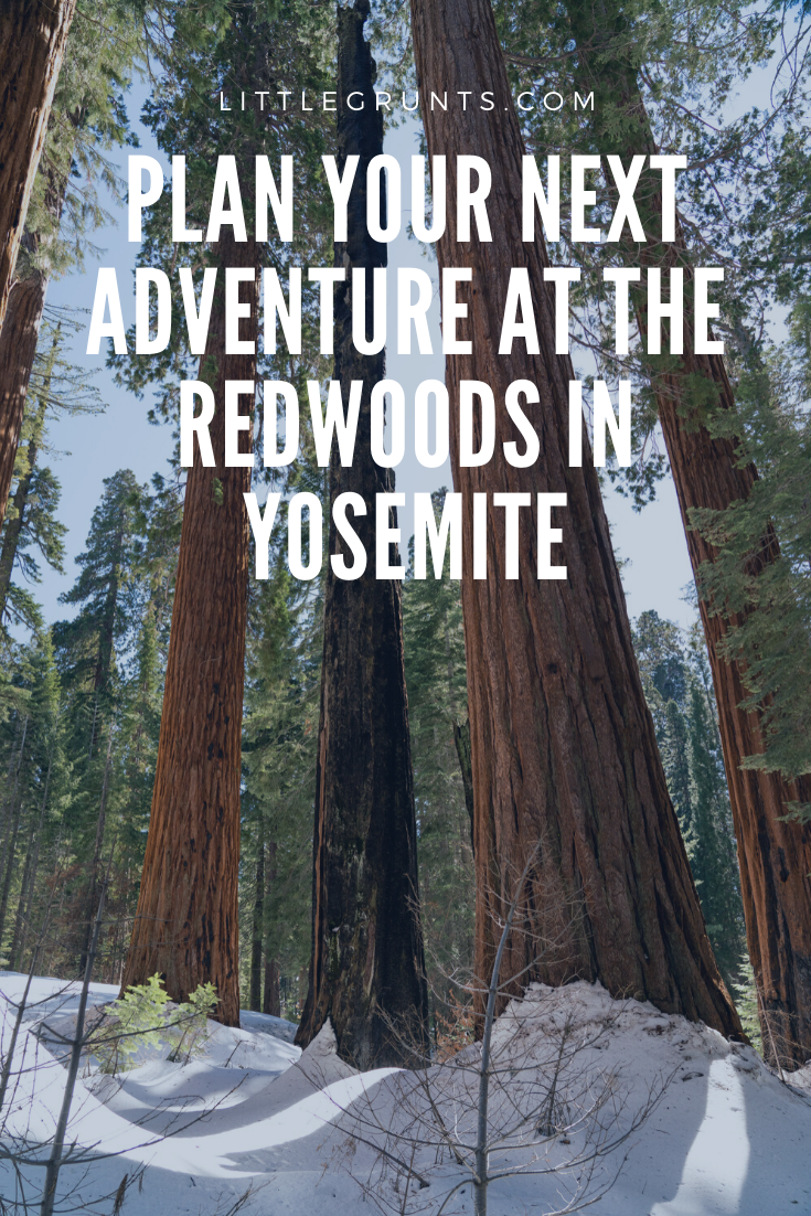 Staying at the Redwoods in Yosemite - littlegrunts.com